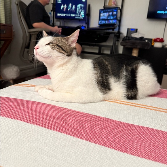 **ShesDicey going Live!!** Live Show Notification Listing - Picture 7 of 16